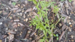 Hyaloperonospora floerkeae