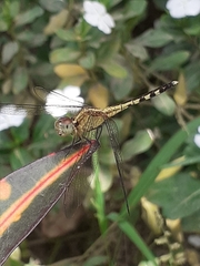 Erythrodiplax umbrata