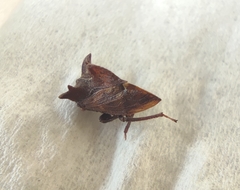 Pantaleon dorsalis