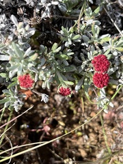 Eriogonum thymoides