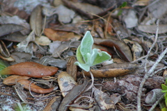 Chrysopsis scabrella
