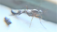 Henicomyia
