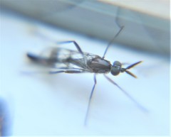 Henicomyia