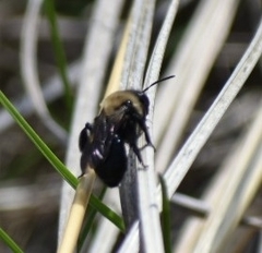 Andrena carlini
