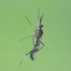 Henicomyia