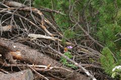 Boloria euphrosyne