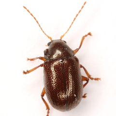 Tymnes metasternalis