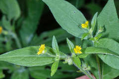 Melampodium paniculatum