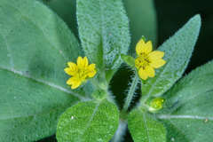 Melampodium paniculatum