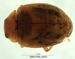 Scymnus nebulosus