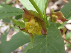 Lonicera involucrata involucrata