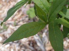 Lonicera involucrata involucrata