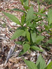 Lonicera involucrata involucrata