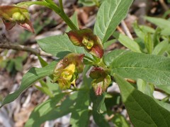 Lonicera involucrata involucrata