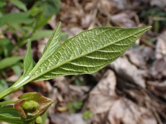 Lonicera involucrata involucrata
