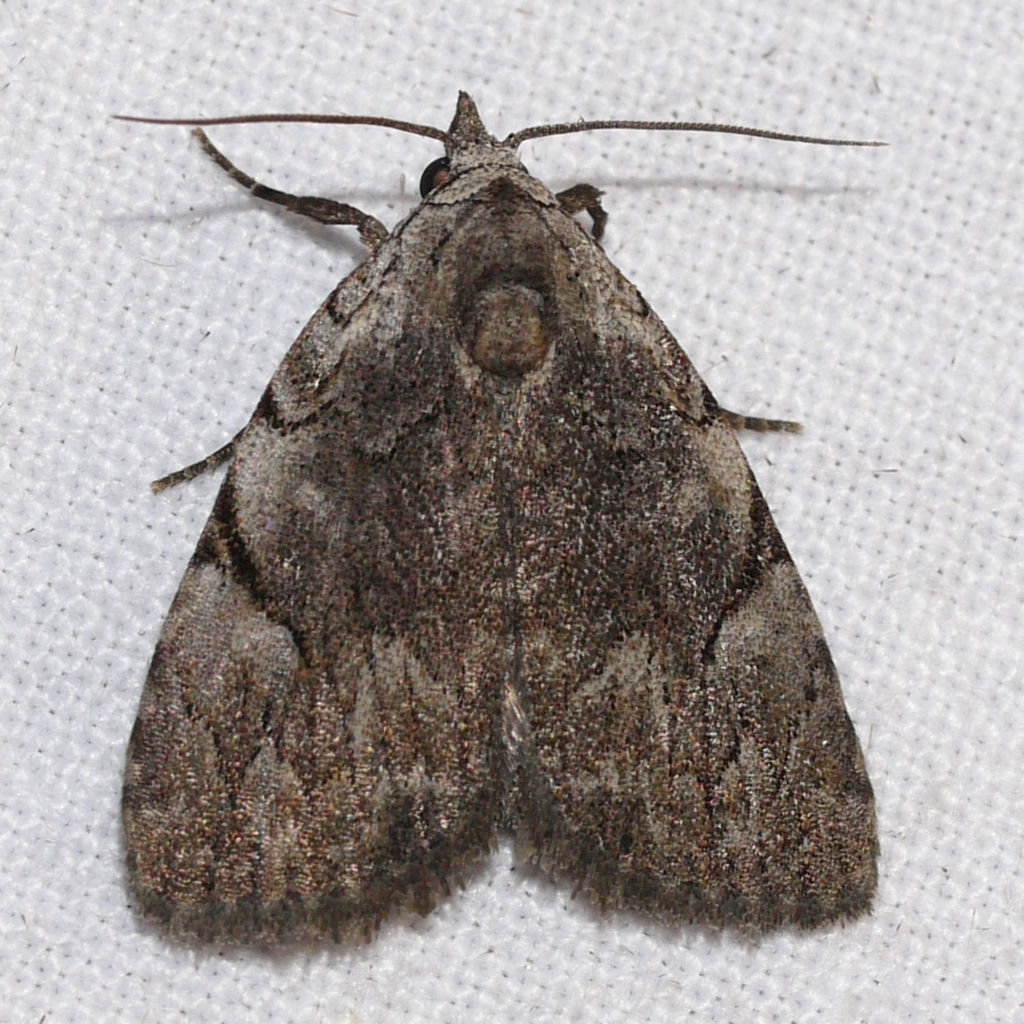 Many-dotted Appleworm Moth