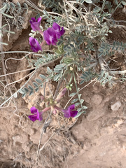 Astragalus missouriensis