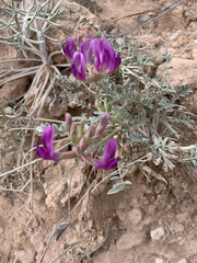 Astragalus missouriensis