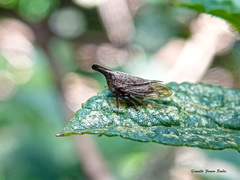 Aconophora compressa