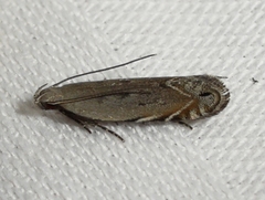 Battaristis concinnusella