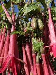 Fuchsia petiolaris