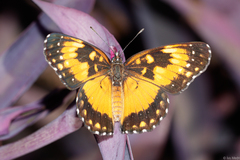 Chlosyne lacinia saundersi