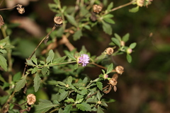 Centratherum riparium