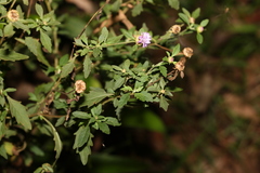 Centratherum riparium