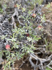 Eriogonum thymoides