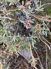 Eriogonum thymoides