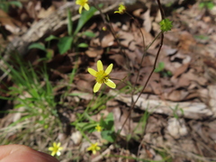 Ranunculus harveyi