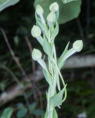 Habenaria macroceratitis