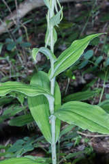 Habenaria macroceratitis