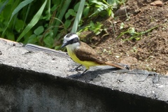 Pitangus sulphuratus