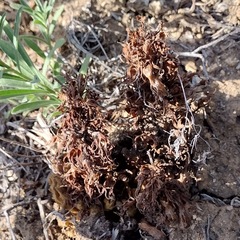 Aphyllon californicum feudgei