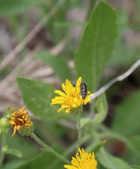 Acmaeodera neglecta