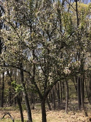 Malus
