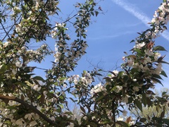 Malus