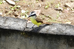 Pitangus sulphuratus