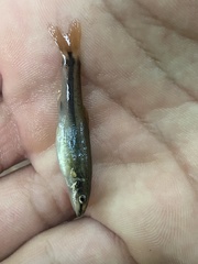 Rhinichthys atratulus