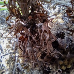 Aphyllon californicum feudgei