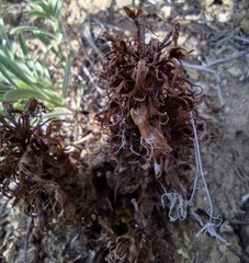 Aphyllon californicum feudgei