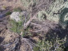 Aphyllon californicum feudgei