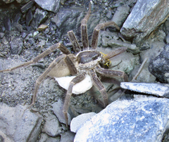 Dolomedes aquaticus
