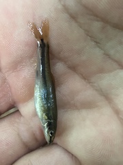 Rhinichthys atratulus