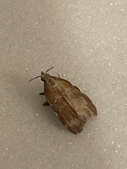 Galasa nigrinodis