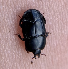 Hololepta quadridentata