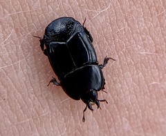 Hololepta quadridentata
