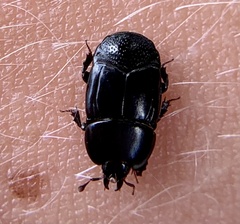 Hololepta quadridentata