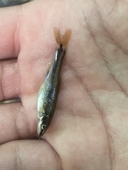 Rhinichthys atratulus